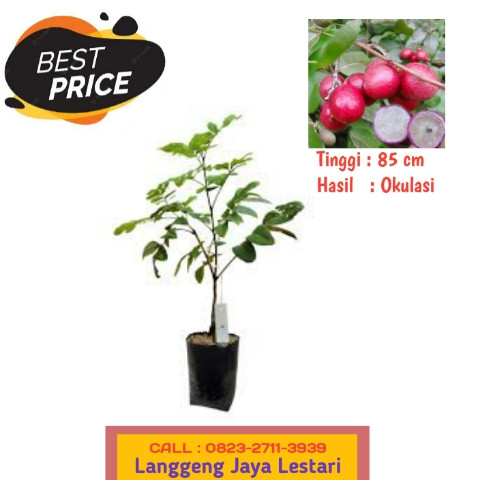 HARGA PETANI ! CALL: 0823-2711-3939 Bapak Haji Taufik Penjual Bibit Buah Kelengkeng Unggul.jpg