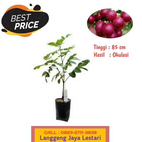 LANGSUNG PETANI ! CALL: 0823-2711-3939 Bapak Haji Taufik Penjual Bibit Kelengkeng Bagus.jpg