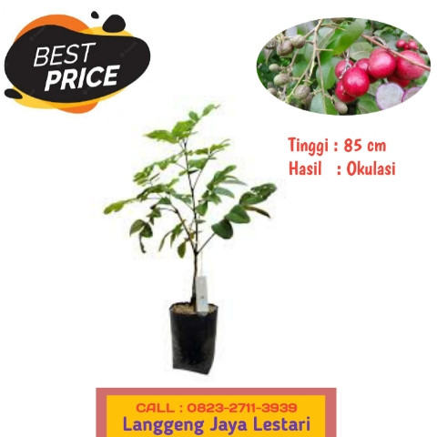 TERPERCAYA ! CALL: 0823-2711-3939 Bapak Haji Taufik Penjual Bibit Buah Kelengkeng Merah.jpg