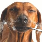 x06perrosnoop (1).jpg