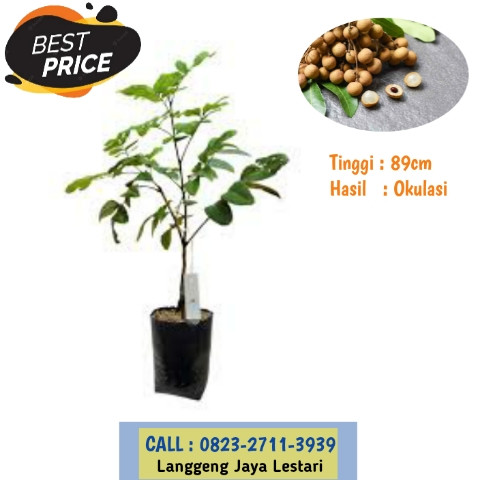 TEREKOMENDASI ! CALL: 0823-2711-3939 Bapak Taufik Ismail Penjual Bibit Kelengkeng New Kristal Dongke.jpg