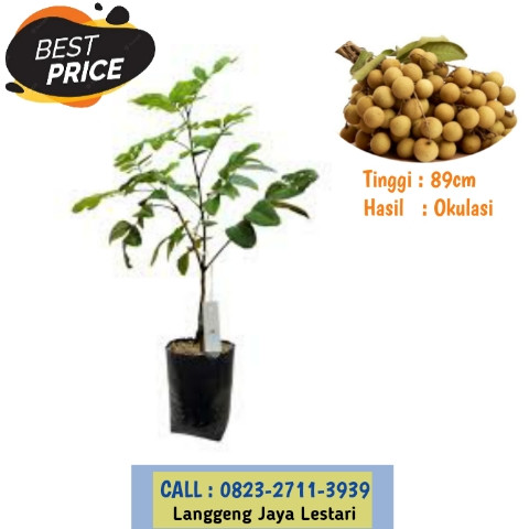 GRATIS KONSULTASI ! CALL: 0823-2711-3939 Bapak Taufik Ismail Penjual Bibit Kelengkeng New Kristal Jo.jpg