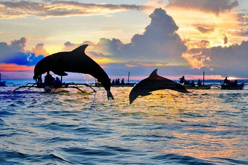 lovina morning dolphin.jpg