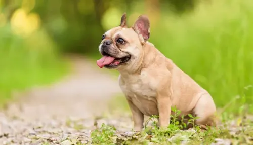 slowest dog breeds 4.webp