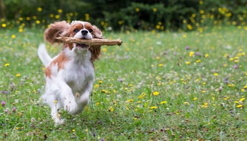 slowest dog breeds 2.jpg