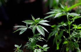 Cannabis industry in Washington DC.jpg
