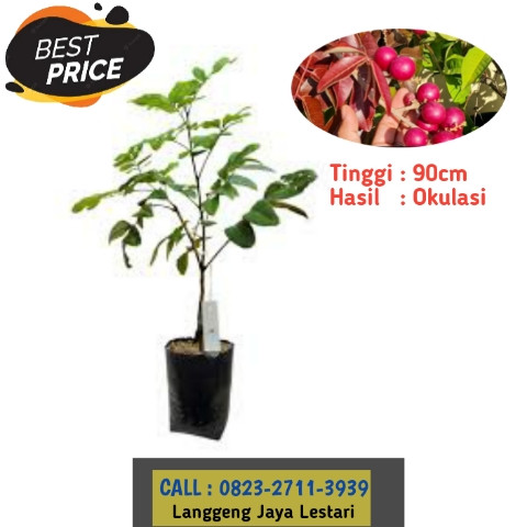 HARGA RESELLER ! CALL: 0823-2711-3939 Haji Bapak Taufik Ismail Penjual Bibit Kelengkeng Merah Jogja.jpg
