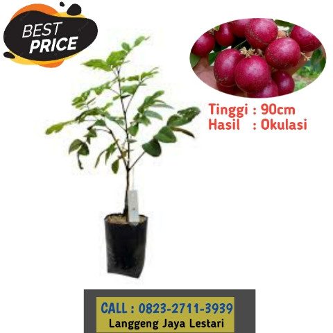 HARGA PARTAI ! CALL: 0823-2711-3939 Haji Bapak Taufik Ismail Penjual Bibit Kelengkeng Merah.jpg