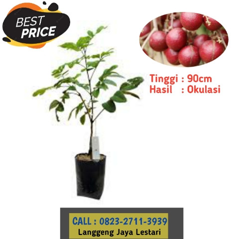 HARGA GROSIR ! CALL: 0823-2711-3939 Haji Bapak Taufik Ismail Penjual Bibit Kelengkeng Makassar.jpg
