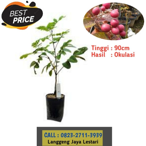 HARGA PETANI ! CALL: 0823-2711-3939 Haji Bapak Taufik Ismail Penjual Bibit Kelengkeng Merah Super.jpg