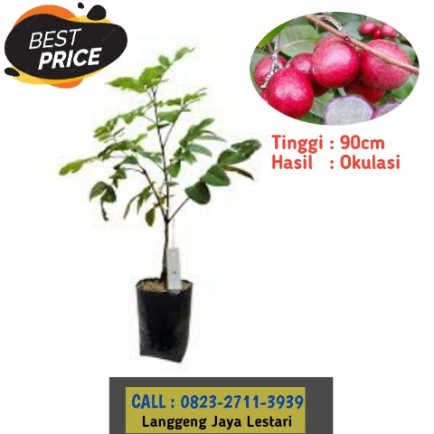 TERPERCAYA ! CALL: 0823-2711-3939 Haji Bapak Taufik Ismail Penjual Bibit Kelengkeng Merah Magelang.jpg