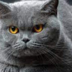 7 crencas equivocadas sobre gatos 150x150 16042023200117480.jpg