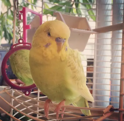 CUTE YELLOW BIRDY.webp