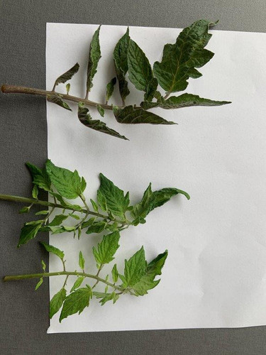 gf leaves in dark.jpg