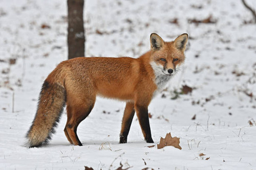 Red fox in snow stopping to look. Taken in Connecticut..jpg