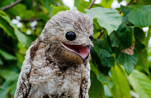 2560px Mãe da lua gigante (Nyctibius grandis).jpg