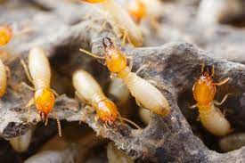 Termite Control Services Noida – 24x7pestcontrol.com.jpg