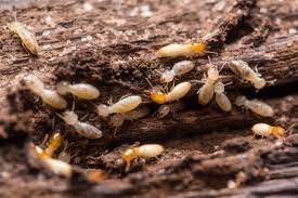Best Termite Control Services in Noida.jpg