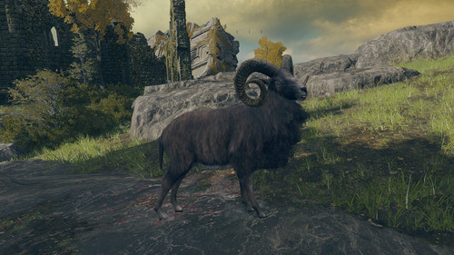 Goat.jpg