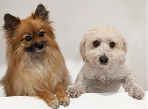 Screen Shot 2023 04 14 at 5.57.43 AM.png