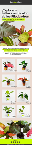 email theplantsore filodendros.png