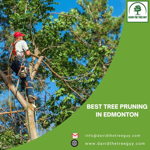 Best Tree Pruning in Edmonton.jpg