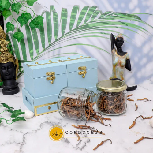 cordyceps sinensis.jpg