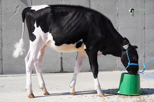 Emerald Lambda Twizzle Lot 3.png