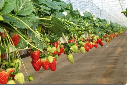 strawberry growbags.jpg