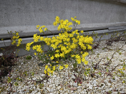 IMG 20230417 121309.jpg