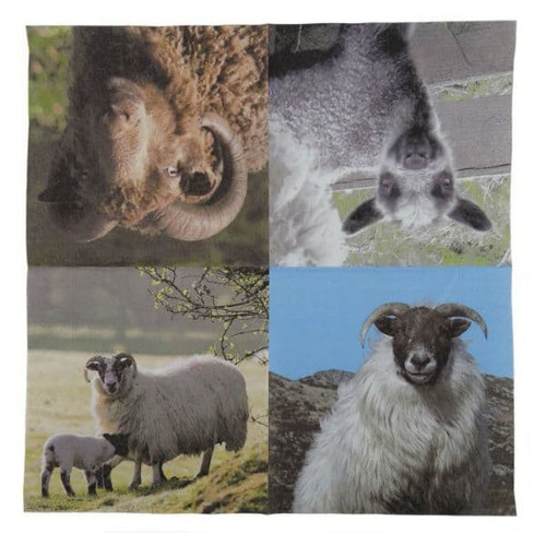 sheep photo 3ply paper napkin ap2135 6040 p.jpg