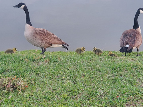 geese1.jpg