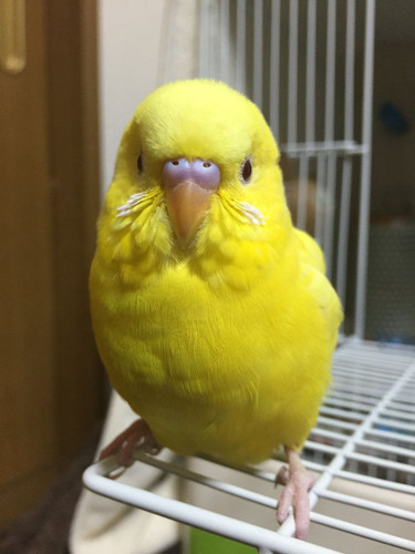 yellow cute birddd!1.jpg