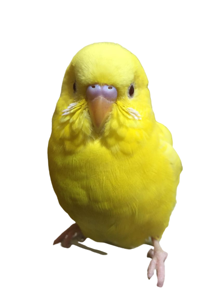 yellow cute birddd 1 removebg preview (3).png