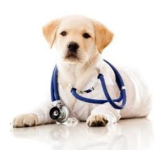 dog vet(webp).webp