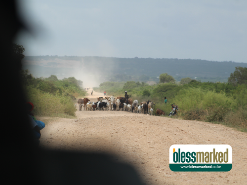 Blessmarked Malindi 25.1.202011.png
