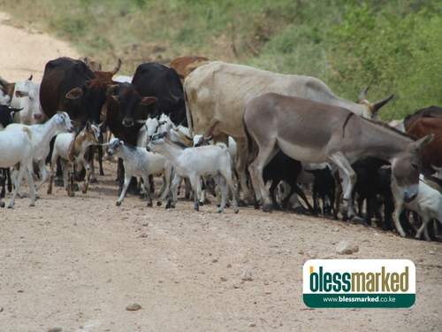 Blessmarked Malindi 25.1.202012.png
