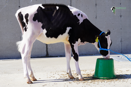 Emerald Praser Laurie Lot 15 (1).png