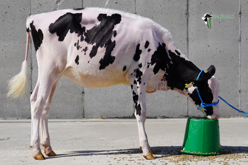 Emerald ST Chief Sharon Lot 4.png