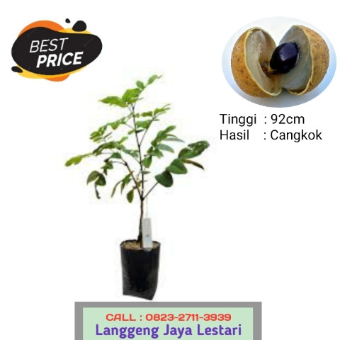 CUCI GUDANG ! CALL: 0823-2711-3939 Haji Bapak Taufik Penjual Bibit Tanaman Buah Kelengkeng.jpg