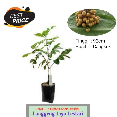 STOK TERBATAS ! CALL: 0823-2711-3939 Haji Bapak Taufik Penjual Bibit Unggul.jpg
