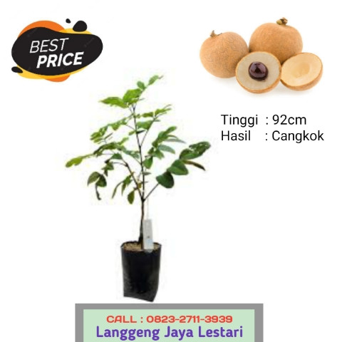 PROMO EKSLUSIF ! CALL: 0823-2711-3939 Haji Bapak Taufik Penjual Bibit Kelengkeng Unggulan.jpg