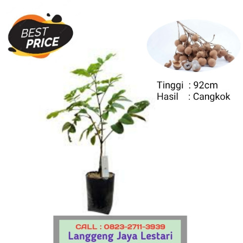 HARGA FANTASTIS ! CALL: 0823-2711-3939 Haji Bapak Taufik Penjual Bibit Kelengkeng Itoh Prambanan.jpg