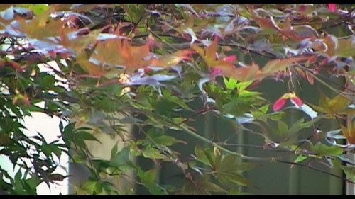 Open.Water.2003.BluRay.REMUX.1080p.AVC.DTS HD.MA5.1 HDS.mkv 20230421 220836.338.jpg