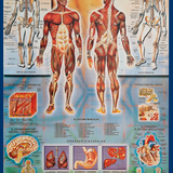 CUERPO HUMANO.png