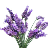 lavanda.png