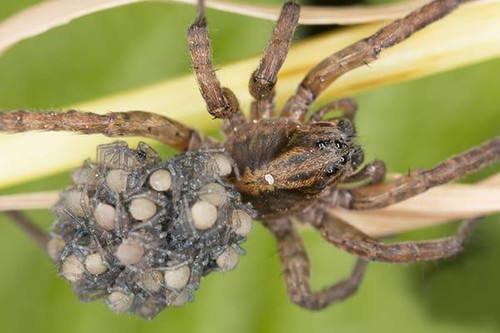 wolf spider carrying young sc.jpg