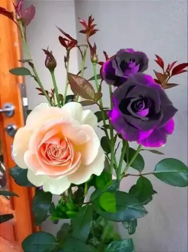 G8ffhVMTUIAdotBLkOndcHsuMaT.webp