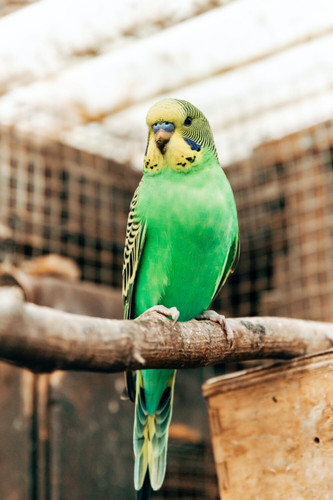 green bird.jpg