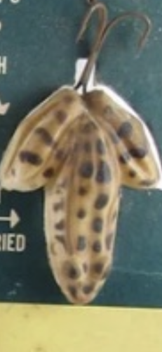 IMG 0443.png